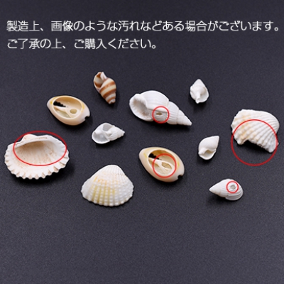 天然素材 巻貝の貝殻 ハンドメイド用【約50g（約100ヶ）】