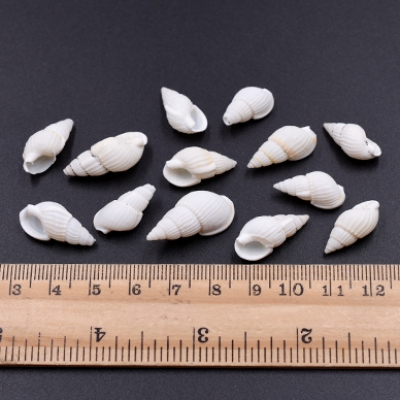 天然素材 巻貝の貝殻 ハンドメイド用【約50g（約240ヶ）】